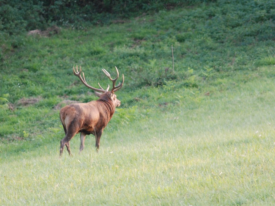 Cerf