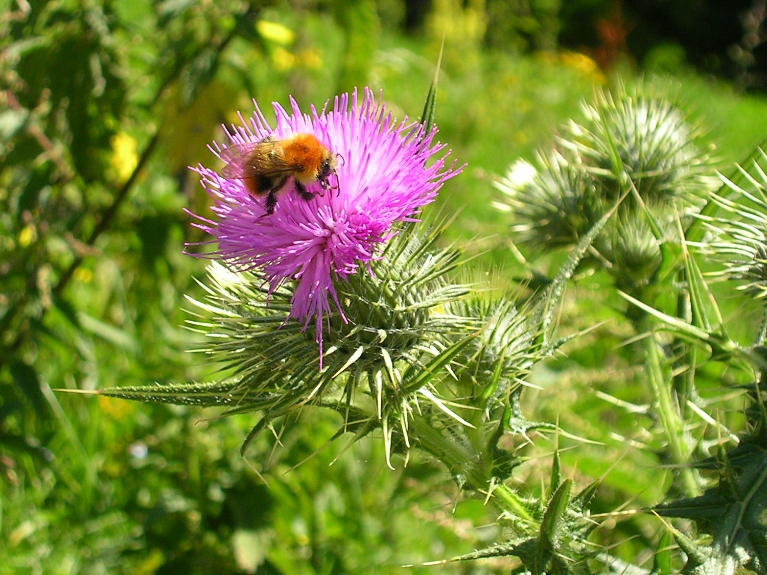 Chardon et abeille