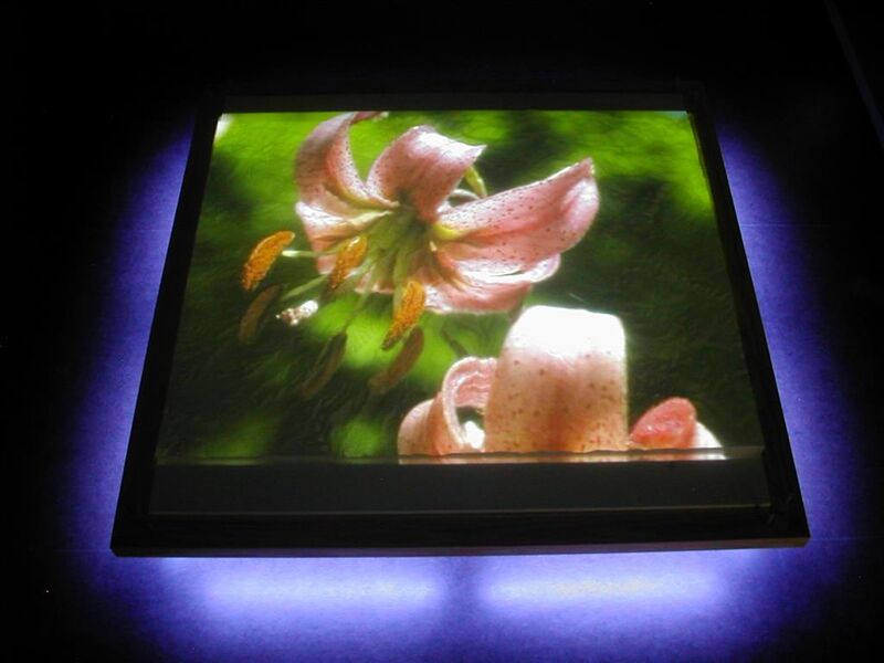 Projection botanique dans l'espace scénographique
